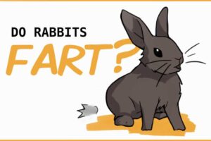 Does rabbits fart?