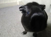 Do guinea pigs fart?