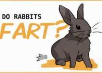 Does rabbits fart?