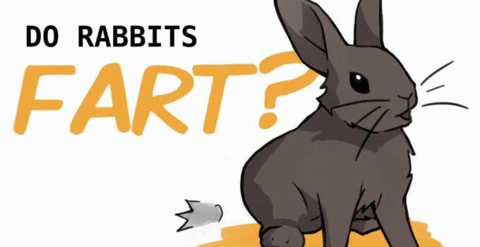 Does rabbits fart?